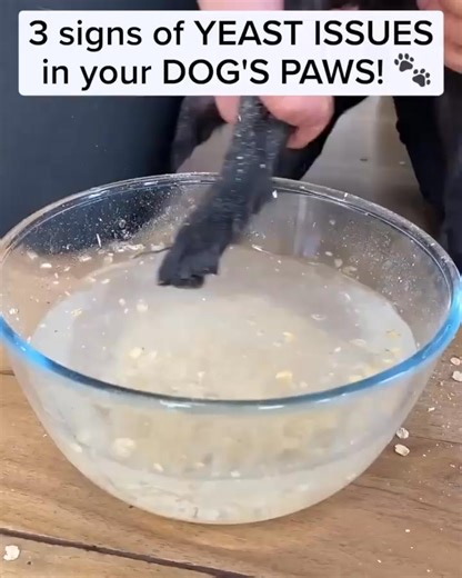 95K views · 114 reactions | If your dog licks their paws it could be due to a yeast imbalance... Discover how thousands of owners are tackling this frustrating issue with the help of 1 effective chew! | PetLab Co. | Facebook