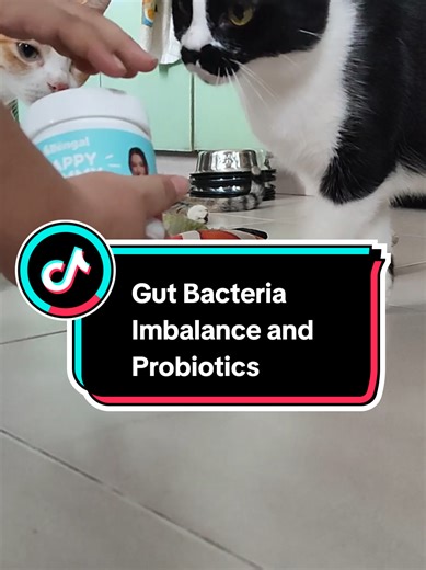 Probiotics for Cats: Improve Gut Health with Prof Bengal
