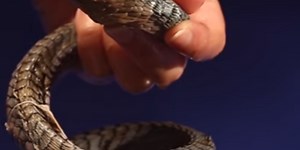 Researcher was bitten by one of the world's deadliest snakes. He documented the experience while slowly dying