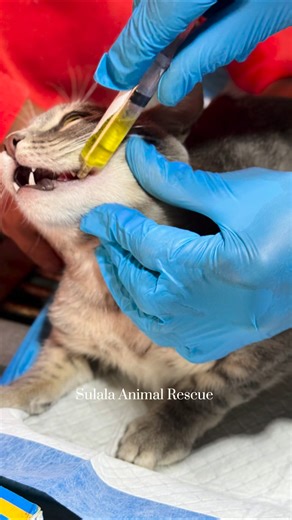 A citizen brought his cat to us for treatment. The cat was vomiting blood, and after examination, it was found that it had eaten a large quantity of bones, which had caused a throat injury. He was given the appropriate treatment. | Sulala Animal Rescue