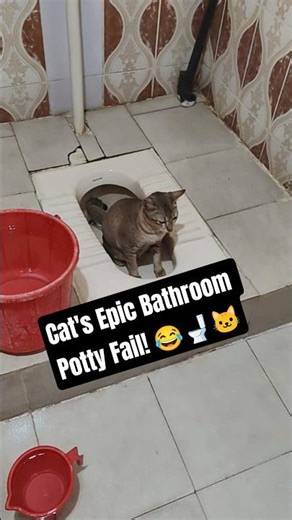 Cat's Epic Bathroom Potty Fail! 😂🚽🐱 #animallovers #funny