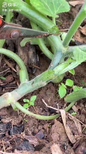 Pumpkin Plant Leaf Trimming #pumpkinplant #farmingtips