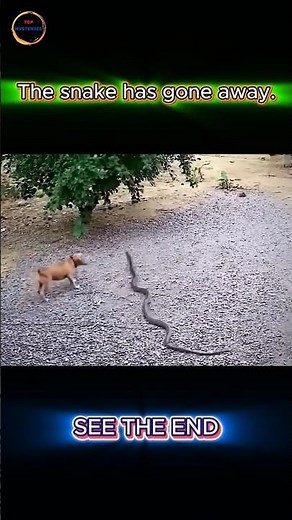 Dog vs Snake Showdown Caught on Camera 🐶🐍 | You Won’t Believe What Happens!