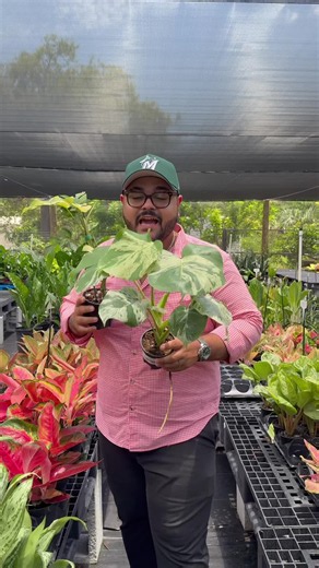 🚨 STOP SCROLLING, PLANT LOVERS! 🚨 The BIGGEST rare plant restock is happening LIVE TONIGHT at 7PM EST on TikTok! 🌿 If you’ve been searching for the best place to buy rare houseplants online, this is your chance. We’re restocking some of the most sought-after rare indoor plants, exotic tropical plants, variegated plants, collector plants, Monsteras, Philodendrons, Hoyas, Anthuriums, Alocasias, Syngoniums, and more! 🌱 Rare houseplants 🌿 Exotic indoor plants 💚 Healthy greenhouse-grown plants 