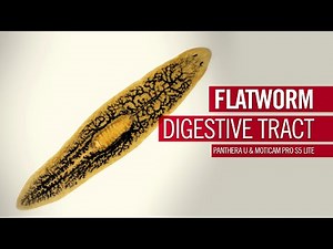 Flatworm digestive tract | by Motic Europe