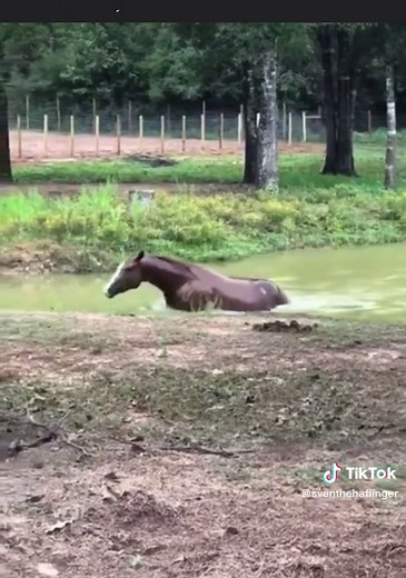 tealhorse on TikTok