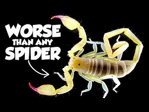 The Worst Scorpion Stings on Earth Ranked