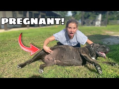 OUR DOG IS PREGNANT?! WHAT NOW ??