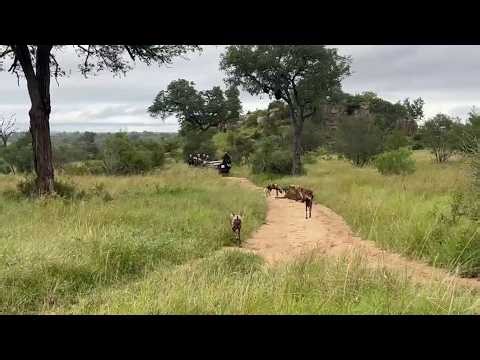 Wild dogs on safari at Sabi Sabi