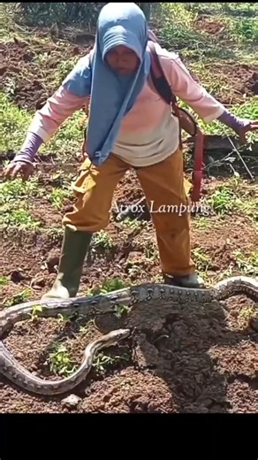 seconds to secure the python snake #snake #bigsnake