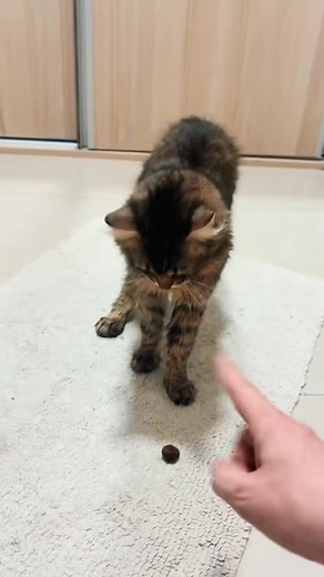 Mitzu Şfabu on Reels