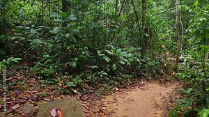 Serene Nature Escape: Find solace in the tranquil beauty of tropical rainforests, showcasing the serene ambiance and breathtaking landscapes of this pristine environment. Koh Chang, Thailand. 4K.