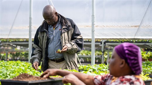 Nonprofit opens permanent greenhouse for refugee farming program