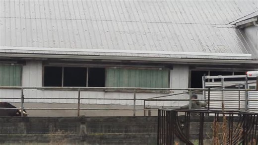 😥 Farewell for Now, Venom! ​Today is a sad day for the whole staff at Moore Farms! Such a sad, cold rainy day at the farm ... Our favorite buddy, Venom the Bull, is officially headed back to our partner farm to visit the other ladies. It's never easy saying goodbye to this big guy. ❤️ ​He's such a gentleman and always happy to take a ride, loading up so effortlessly. We knew his job was done when he started laying around sleeping, meeting the neighbors' horses, and working a little too hard on 