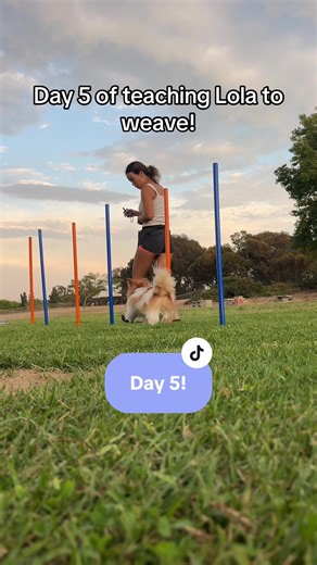 Slow and steady wins the race! #dogagility #dogtraining #dogweave #agility #papillon