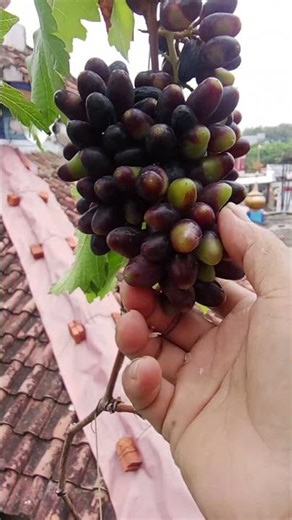 anggur import jenis gozv di balkon rumah