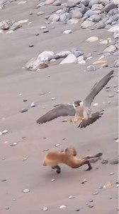 Peregrine Falcon’s Boldest Battle with fox #peregrinefalcon #fox #wildlife #wildlifephotography #wildanimals #animals #animalphotography #naturelovers #nature #naturephotography | Wild Wonders