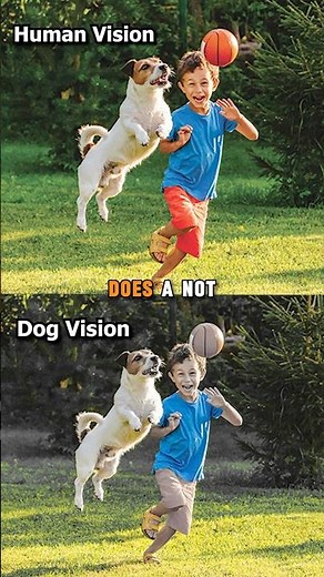 Dog Vision Colors Explained #dogs