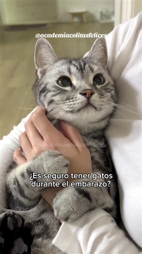 Es seguro estar con tu michi durante tu embarazo si sigues estas recomendaciones. 😺 En mi libro Código Felino te enseño a tener una relación inquebrantable con tu gatito. Lo consigues en el enlace de mi perfil. Comparte y sígueme para consejos gatunos. 🐾 #michis #gatos #felinos #mascotas #gatuno