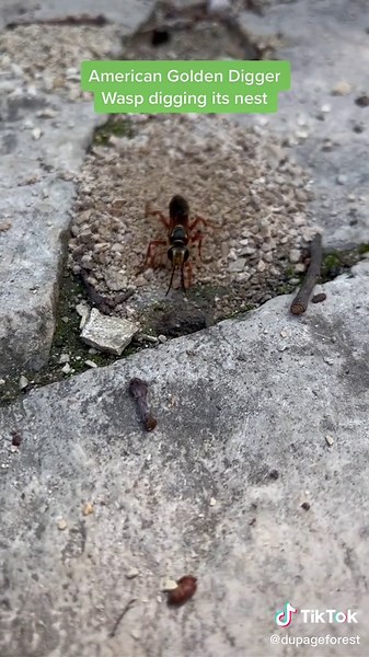 Golden Digger Wasp Excavating Nest