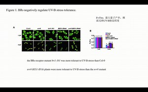 9分钟讲解PC高分文章 BES1抑制类黄酮的生物合成并协调植物生长与UV-B的胁迫反应