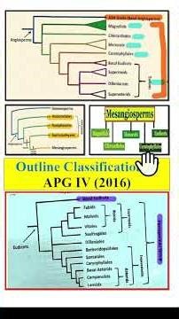 Outline classification of APG IV (2016), Angiosperm phylogeny group Outline classification