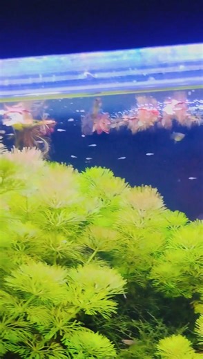 Had some bluegrass babies last night thats about a 1/3 of them lol | Caleb Birmingham