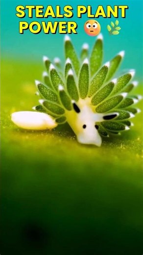 This Animal Stole a Plant's Superpower 🌿 #animals