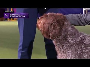 Wirehaired Pointing Griffons | Breed Judging 2024
