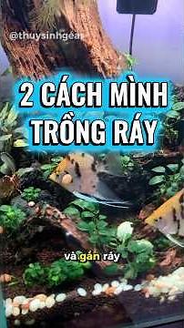 Cách trồng cây ráy thuỷ sinh ra rễ, sống khoẻ