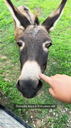 Preg Checking Dorothy🫏 | Katie Van Slyke