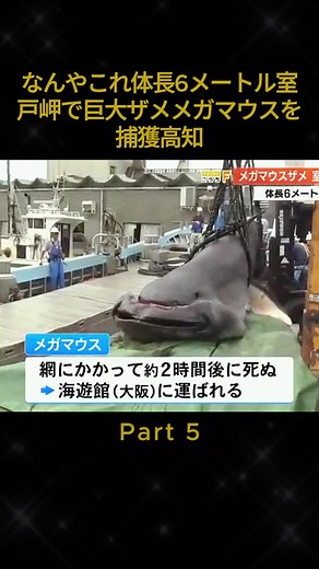 なんやこれ体長6メートル室戸岬で巨大ザメメガマウスを捕獲高知 #最新