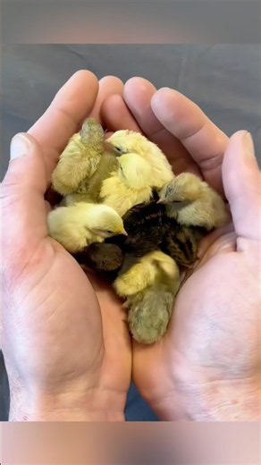 【感動】見捨てられたウズラの赤ちゃんたちを救出…愛情に包まれて美しい鳥に成長するまで🥺❤️
