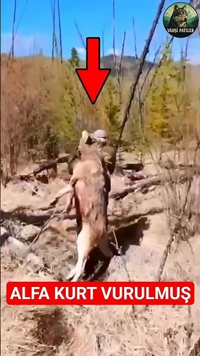 Alfa Kurt Vuruldu Yavrularını Götürdüler