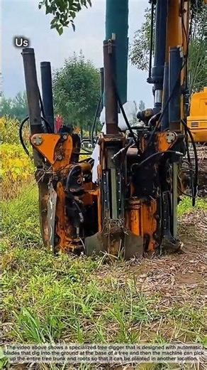 Tree relocation plan