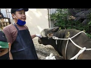 Cara yang aman merobohkan sapi mau di potong...