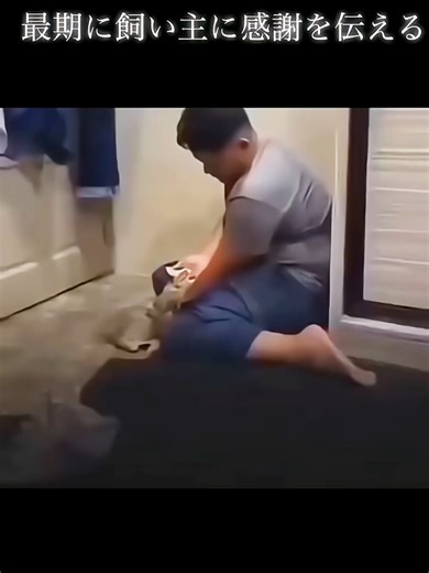 かわいい猫動画 ASMRで癒される