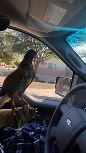 151K views · 1.3K reactions | Heat seeking middle these birds are. Pest companion to use for bird control in AZ. We ended up clearing this HOA of its birds in 2 months. #pestcontrol #pigeoncontrol | Desert Kings Falconry | Facebook