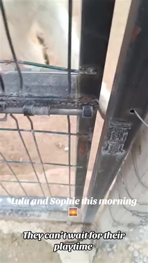 Forgotten Dogs of Turkey (@forgotten_dogs_of_turkey)’s videos with original sound - Forgotten Dogs of Turkey