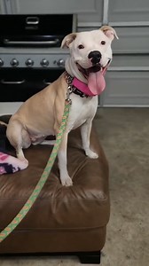 Sweetest dog loves cuddling with the people who rescued her! | The Koala