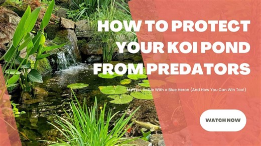 Protecting My Koi Pond: Epic Battle with a Heron Thief