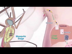 What is host and types of host? plasmodium lifecycle