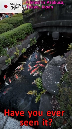 koi carp(Nishikigoi) in a Japanese pond.