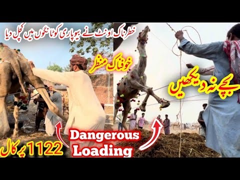 EXCLUSIVE ANGRY Camel Loading Video - Loading of Camel - Runaway Camel at Camel Market 2022