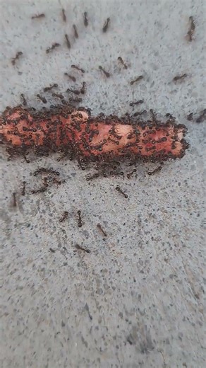 Ants eating Cheeto #ants #closeup #antseating