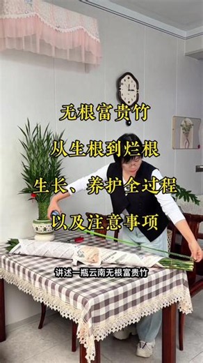 无根富贵竹从发根、到烂根、修剪养护全过程#富贵竹怎么养 #富贵竹 #富贵竹养护 #水培植物 #爱生活爱养花