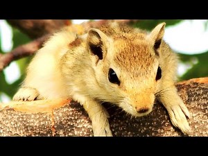 Chipmunk Chirping Sound (Audio)🐿️🎶