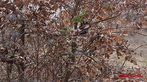 53K views · 894 reactions |  Avrete già sentito parlare del Raffaello Be Diamond. Il nostro Davide De Carolis ce ne spiega le caratteristiche, portandolo sul campo con le nostre cartucce.  Il connubio perfetto! | Baschieri & Pellagri | Facebook