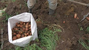 Rural Agriculture: A Look at the Potato Farm Industry, video Stock Video