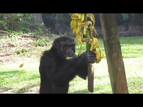 chimpanzee eating banana